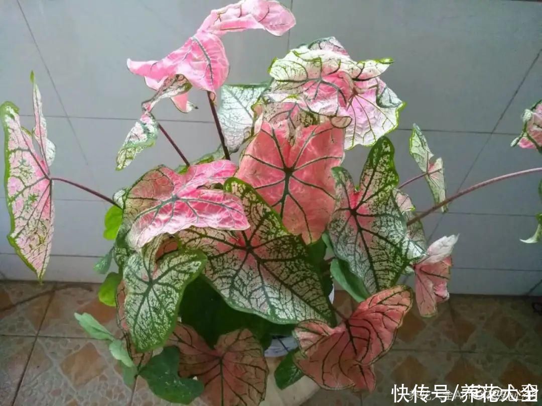 调色板|1种绿植特上档次,叶子五彩斑斓,像打翻了调色板