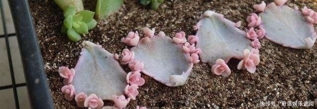 这5种花草,别花钱买,掐一片叶子插土里,一个月长满盆,贼省钱