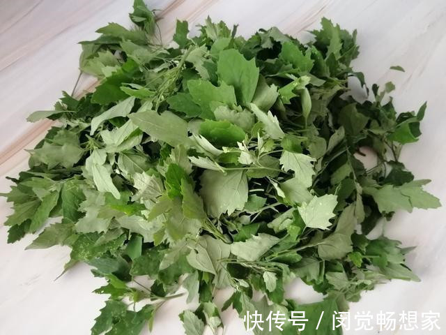 老化会|人没老,腿先老!路边的“天然钙库”,补钙比鸡蛋强太多,还免费