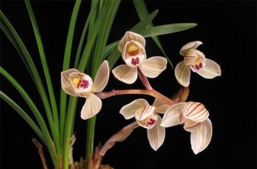 家里养兰花,了解掌握几个要点,服盆快不黄叶,你做对了吗?