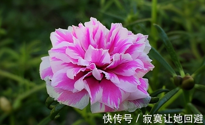 太阳花|这5种冬眠花,记得在春天唤醒