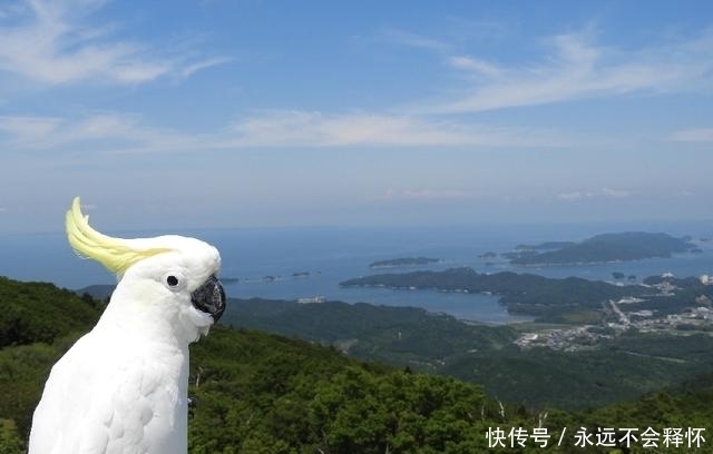 葵花鹦鹉多少钱一只 葵花鹦鹉多少钱一只