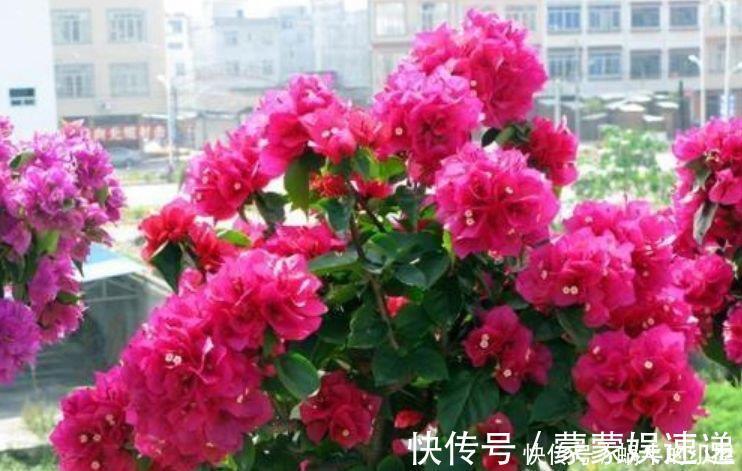 档次|4种花养家里,美成了花园,名字好听,开更美,开花漂亮上档次!