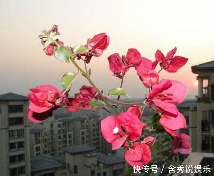 开花期|三角梅只长叶子不开花老花友教你一招，一次能开大半年