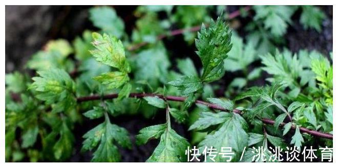 保护伞|妇科的3个“保护伞”,月经期间尽量多吃点,或许炎症不来扰