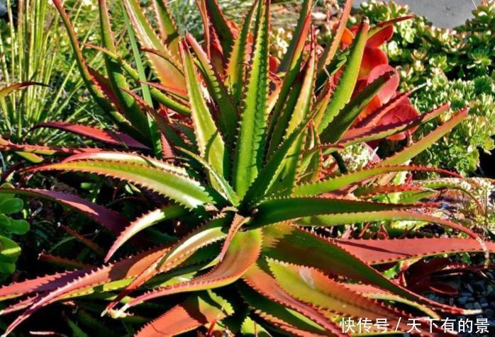 养花肥料分“四类”,缺1种就难养好,家中要常备才行!