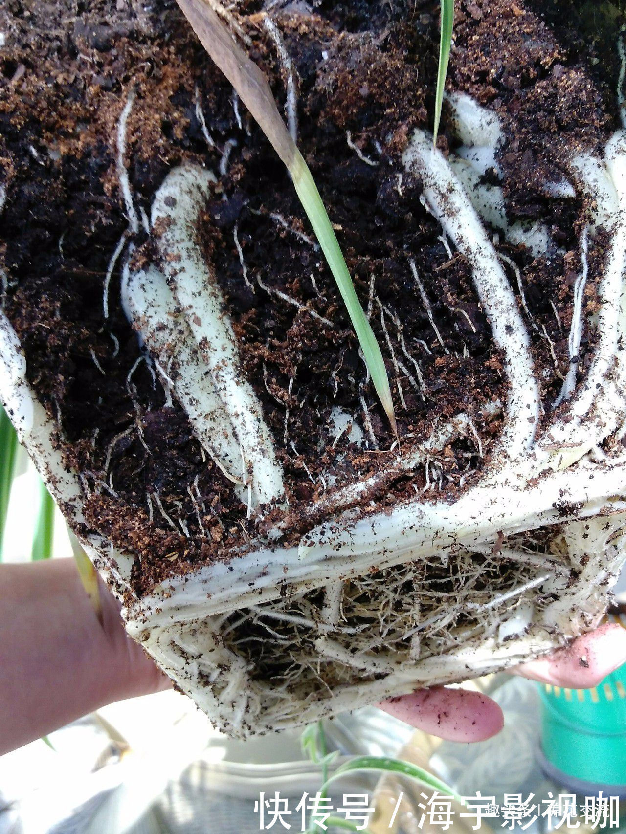 两个月|吊兰剪下来的侧枝,养两个月根系就长满盆,逼着我给它换盆