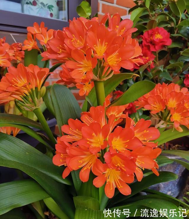 金枝玉叶|7种“富贵花”能活一百年,越养越值钱,家里的“摇钱树”