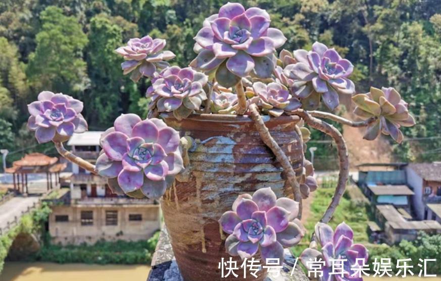 家里有个小阳台,摆上几盆多肉紫乐,颜色梦幻长成悬崖桩