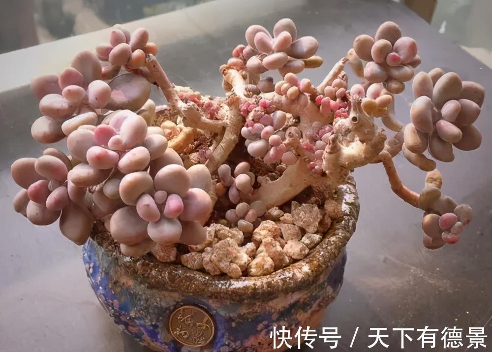 白牡丹|夏天喜欢养多肉,推荐5个皮实好养的品种,35℃照样生机勃勃