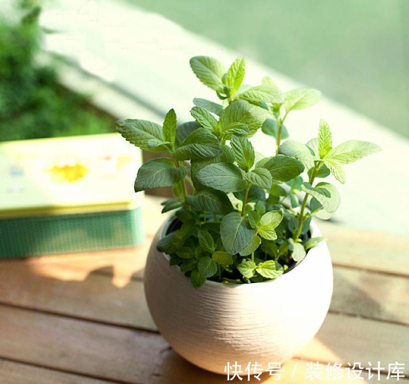 薄荷属|薄荷盆栽最近火了,那么该如何养护呢,有些要注意