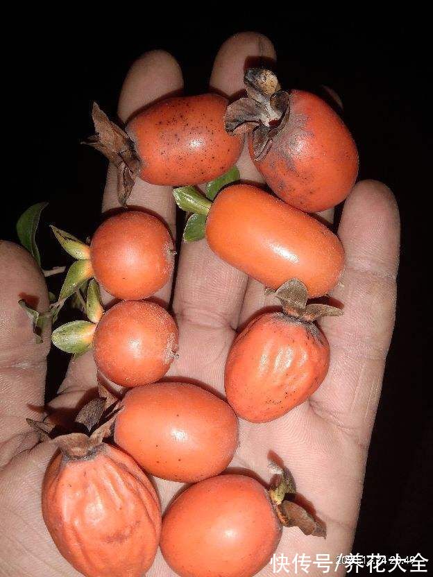 名里带“金”的4种花，有富贵招财好兆头，当年宵花正合适