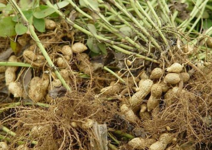 甘薯酮|癌症喜欢的“3种食物”,煮粥的时候不要放,现在明白还不晚!