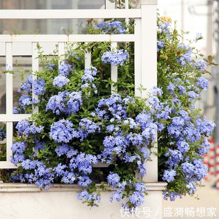 叶片|5种“漂亮花”,从来不生虫,家里干净卫生,花开不断,真省心