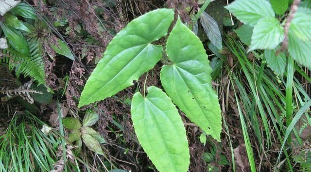 此草便是“淫羊藿”，请放下双手，别盲目拔掉，80元一斤