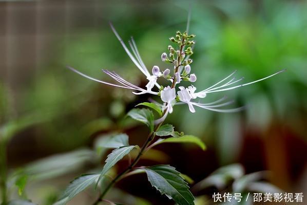 它是农村的金贵植物却常被铲除,被称为民间“肾茶”