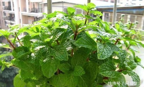 净化|卧室长期放盆栽，失眠的人就选2种，好看又好养，净化效果好