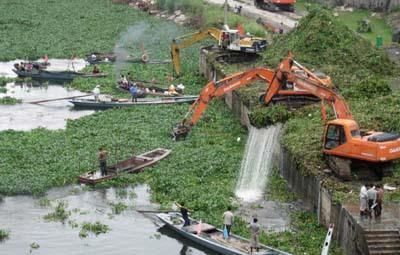 一大|原产巴西,曾是水中一大祸害,如今成高档野菜,4元一斤