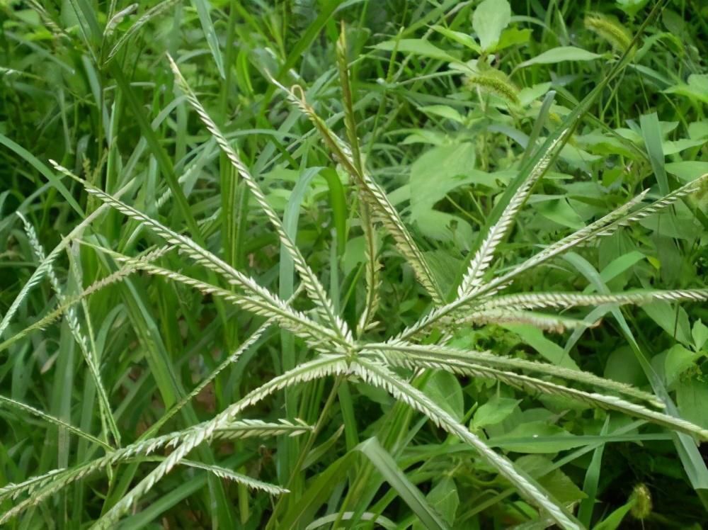 农村遍地的牛筋草，原来还有这些价值！不能把它当成野草了