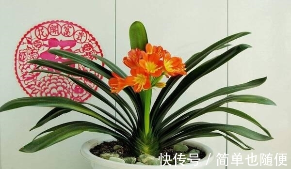 自然光|日常给“君子兰”浇水,是浇透好?还是不浇透好?快来看看吧