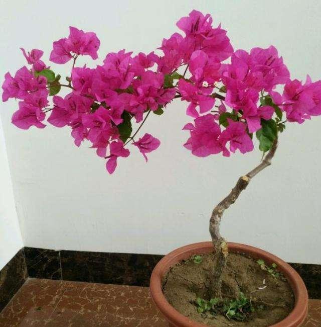 养三角梅做好这几点，根壮新叶开花多，夏天有花赏