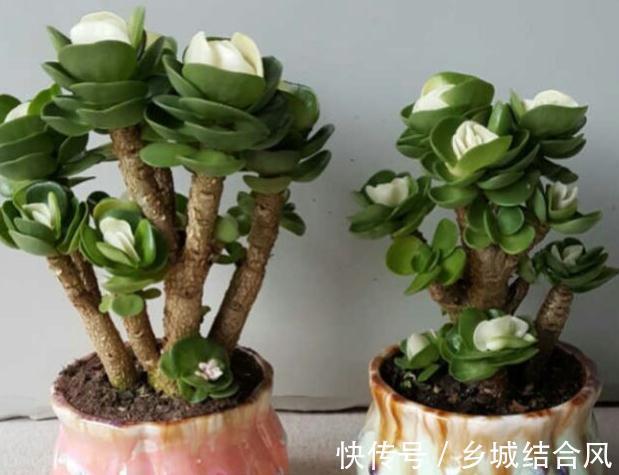 为什么多肉也喜欢万人宠不如一人懂呢