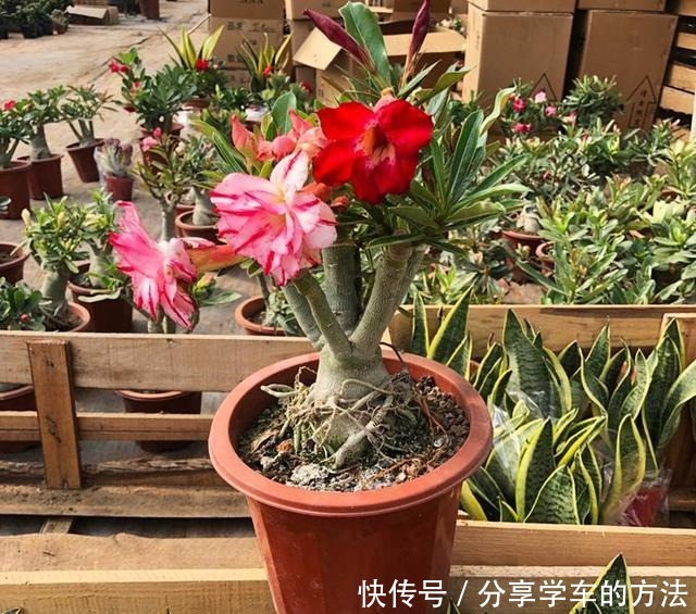 这种花堪比净化器,室内种2棵,空气清新怡人每一天,花开更鲜艳!
