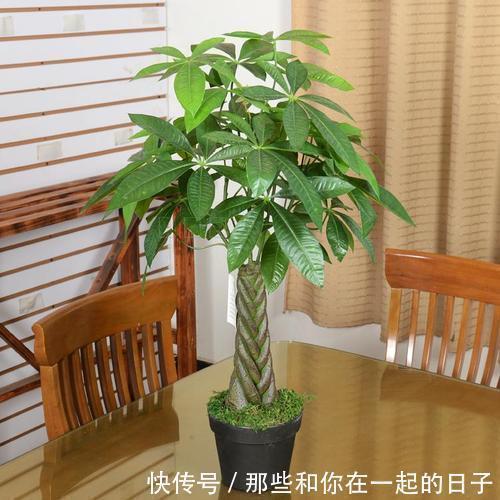 黄杨|6种寓意美好的“树”,家里养上几盆,旺财又镇宅,年年发大财!