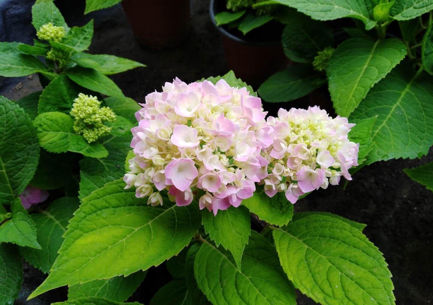 庭院里养“四种花”，漂亮大气又好养，三季有花四季有景