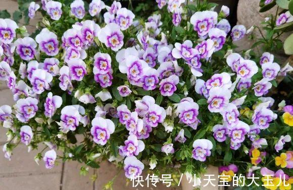 记录一下我养过的花,1000多盆都有啥