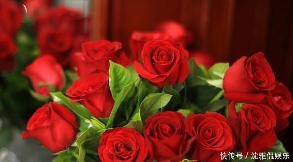 玫瑰|喜欢玫瑰,不如首选珍稀玫瑰“卡罗拉”,花开红如焰火,娇艳欲滴