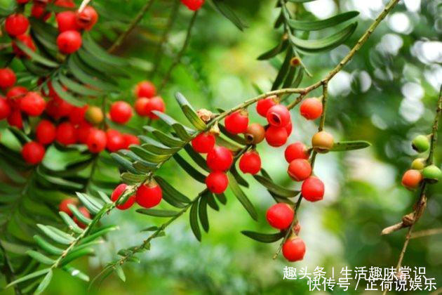 红豆杉这么养才能长得快,红红的果实挂满枝头!