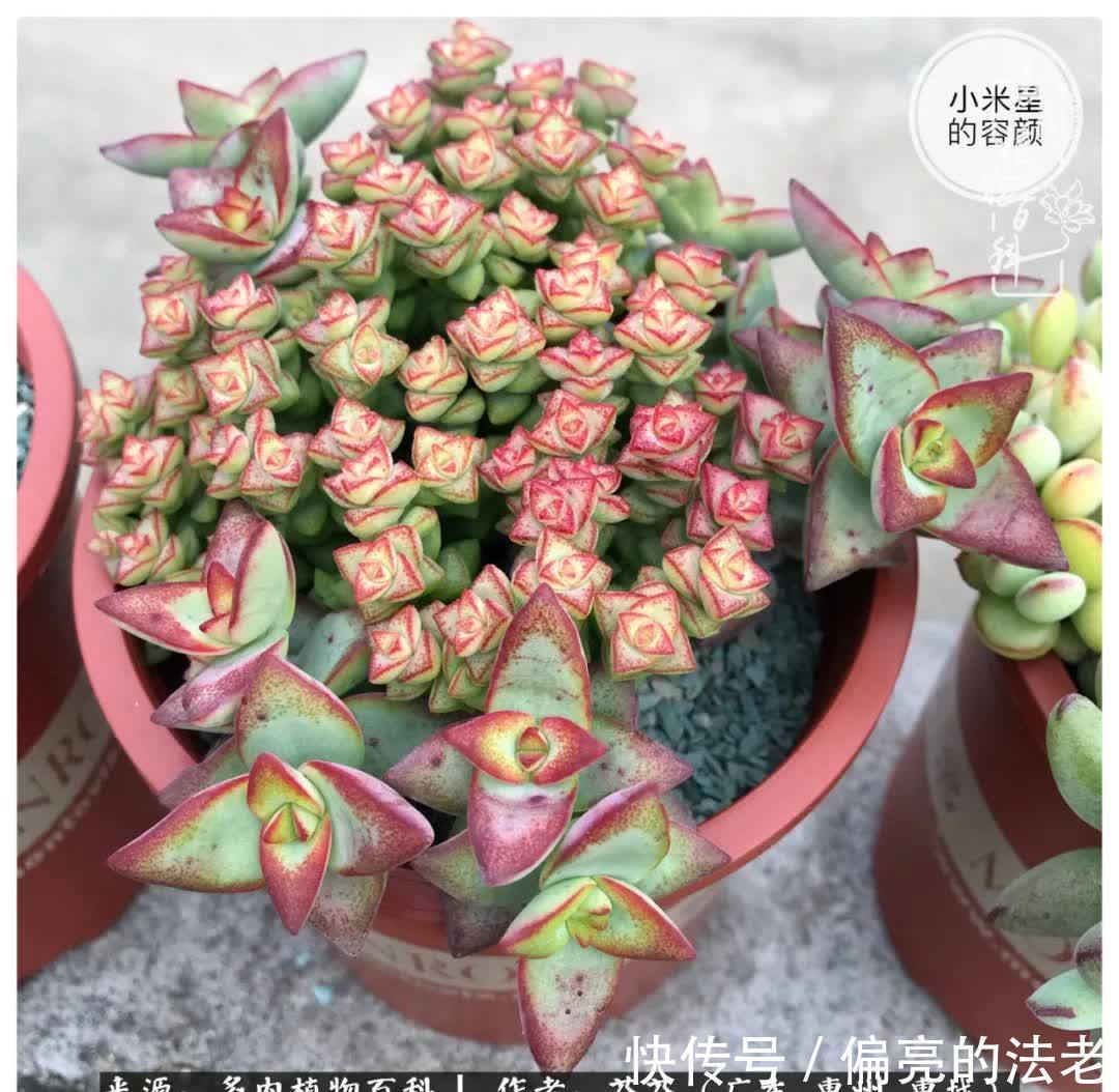 养花|一种爱好就是一种境界，养花养多肉可以培养一个人的心境！