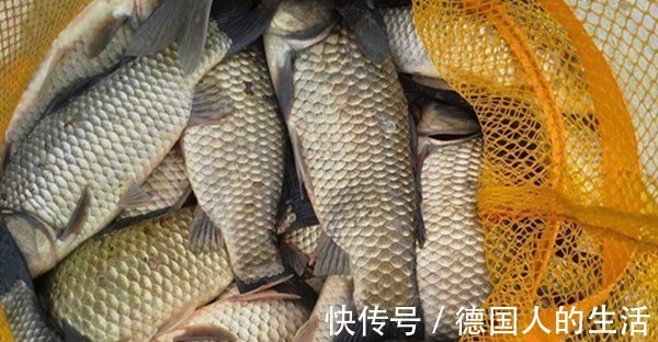 灵敏度|冬钓大鲫鱼,用长竿短线双铅钓法,没有比这更好的方法!