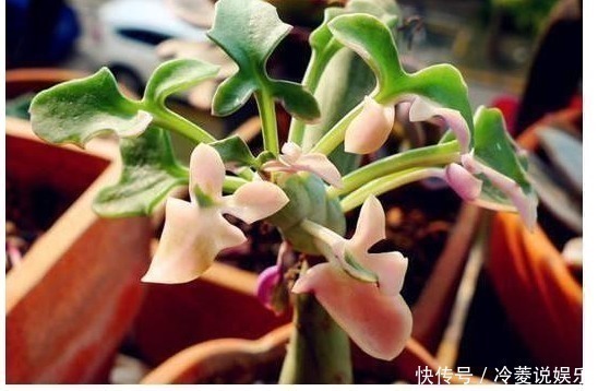 野草|婆婆山上挖野草,拿回家养成盆栽,一年过后邻居出高价也舍不得卖