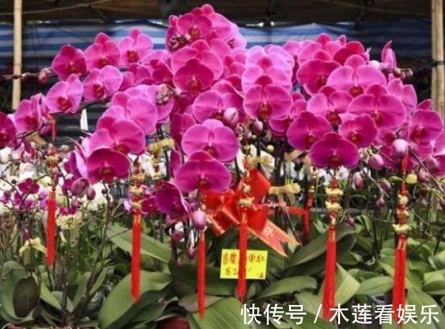 正月二十七，无论再穷家里都要摆上4种招财花，牛年旺福旺财