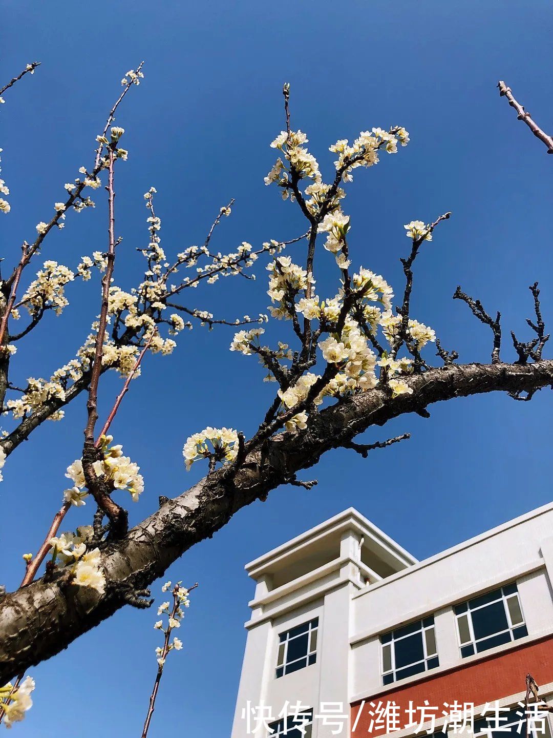 潍坊光正实验学校：校园里的那些花儿