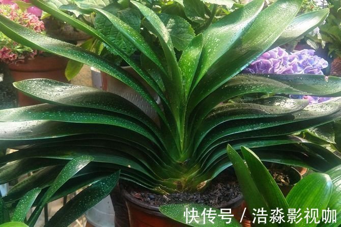 盆栽|“懒养”君子兰，一年不施肥，叶片油亮，花朵娇艳，花开四季不断