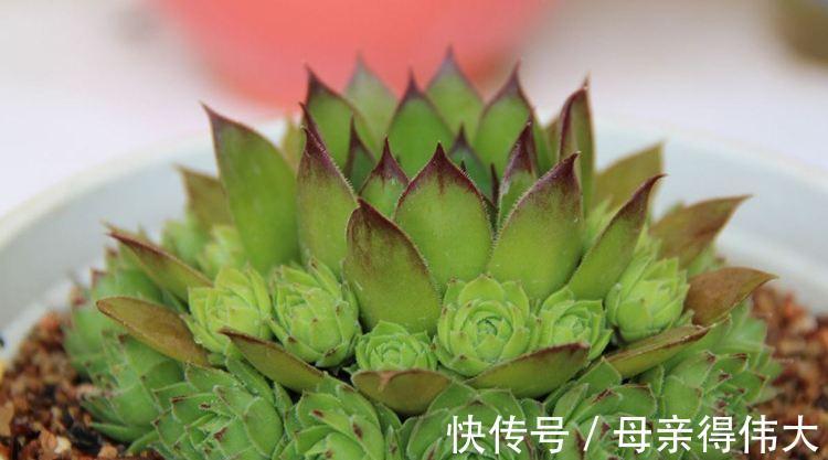 4种长生草属的多肉,每1种都很“美”,值得你拥有