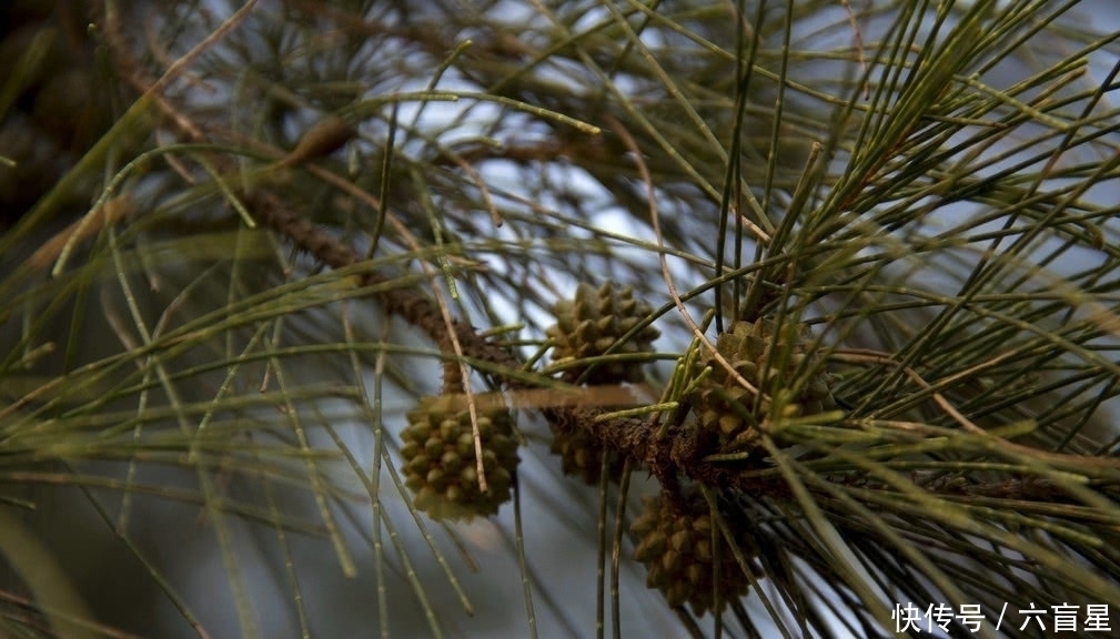 小白|以前只能用来烧火的野果，现在一斤要上百元，看看自家还有没有吧