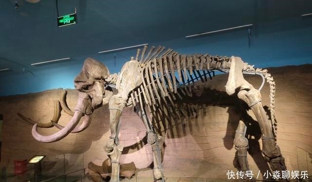 藏品|标本、文物“常驻”图片展每月报到 省博让每件藏品“会说话”