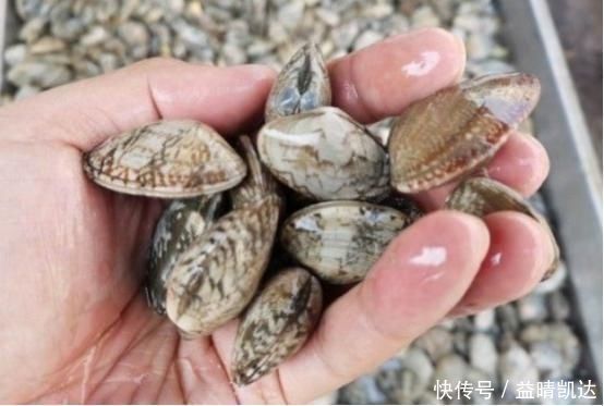 辣炒花蛤|洗花蛤时,万不可加盐吐沙渔民牢记一个土方法,花蛤疯狂吐沙