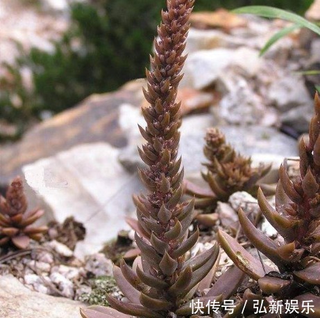 “瓦松”就该这么养,叶片更“肉”更绿,能够蹭蹭“爆满盆”