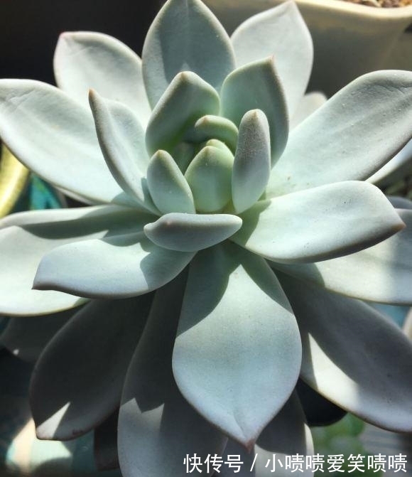 多肉徒长很好解决,照这几种方式来,状态差一点,至少不徒长