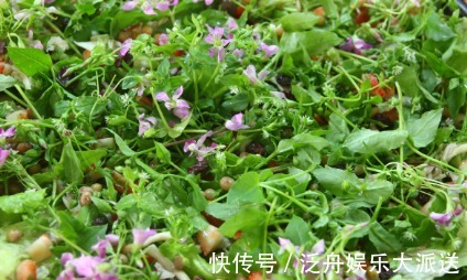 安南菜|农村一种常见野菜，农民总认为它是茼蒿，其实比茼蒿更为营养