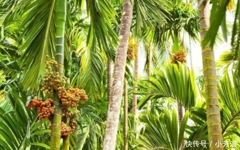 中国|“软性毒品”卖出千亿,美国禁止销售,6000万中国人却戒不掉