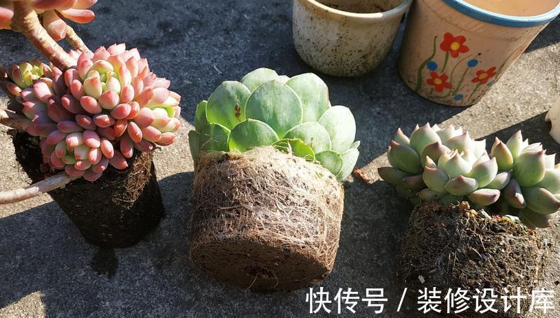 养多肉，什么情况下该控水，什么时候不行？