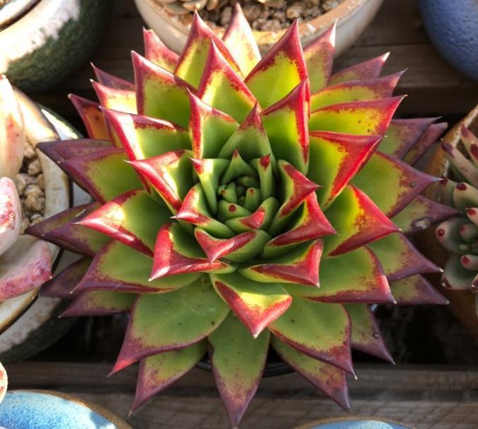 多肉植物缓苗很简单,选择合适湿度的土壤,利于多肉发根