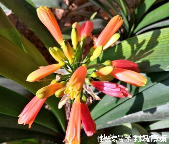 君子兰生长不佳,就喂一些“醋”,根系更壮硕,花朵更艳了