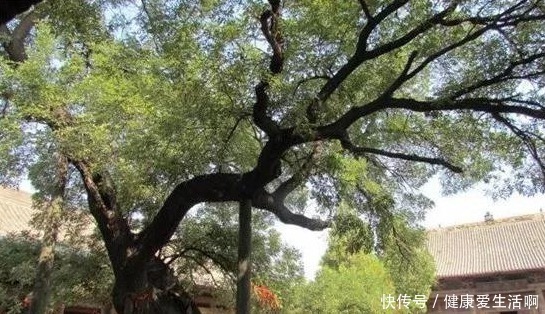 梨树|俗语“五树不进宅,一家乐开怀”,是何意五树指的是哪些树